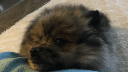 Hippie Hounds Boarding, Dog Training, Grooming, Pawsh Mobile Nail Care