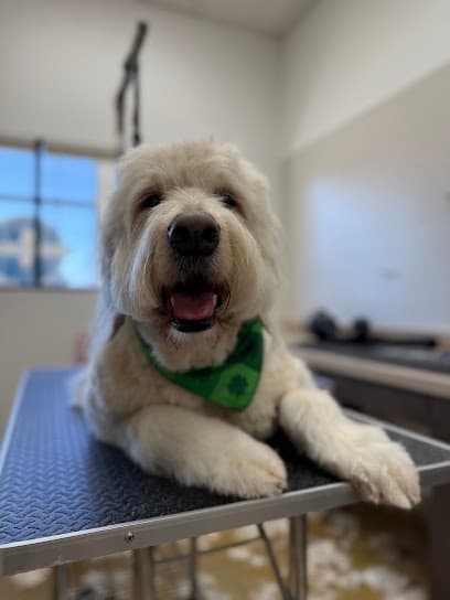 Dog U Day Spa