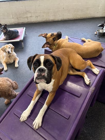Dogtopia of Milwaukee East Side
