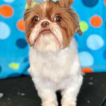 Di's Grooming