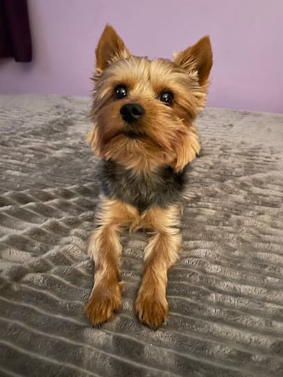 Pawfecto Pet Salon